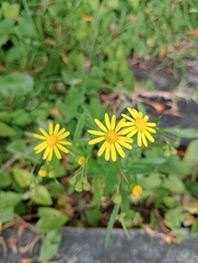 Senecio madagascariensis