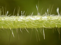 Cryptantha intermedia intermedia