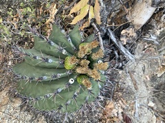 Ferocactus townsendianus