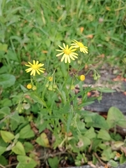 Senecio madagascariensis
