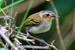 Poecilotriccus plumbeiceps