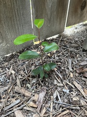 Heteromeles arbutifolia