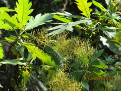 Bocconia arborea