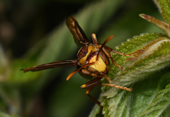 Polistes major