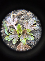 Sanicula arctopoides