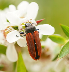 Castiarina erythroptera