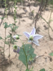 Solanum carolinense