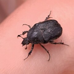 Coleoptera