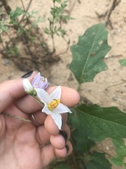 Solanum carolinense