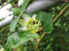 Passiflora biflora