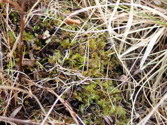 Fissidens dubius