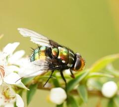 Amenia chrysame