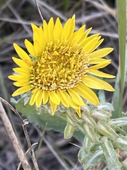 Grindelia hirsutula