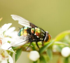 Amenia chrysame