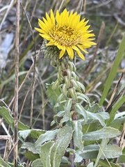 Grindelia hirsutula