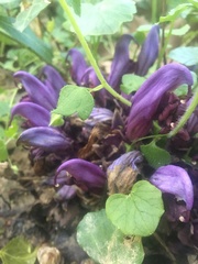 Lathraea clandestina