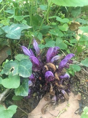 Lathraea clandestina