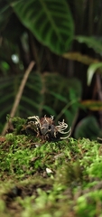 Ophiocordyceps dipterigena