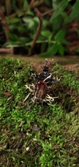 Ophiocordyceps dipterigena