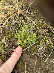 Sanicula arctopoides