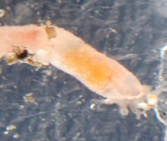 Leptosynapta