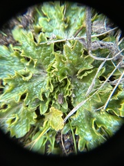 Sanicula arctopoides