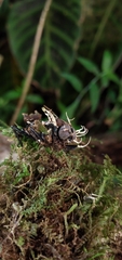 Ophiocordyceps dipterigena