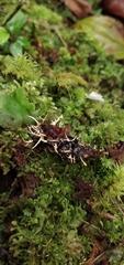 Ophiocordyceps dipterigena