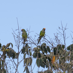 Eupsittula aurea