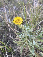 Grindelia hirsutula