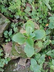 Kalanchoe densiflora