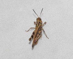 Austroicetes