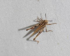 Austroicetes