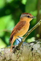 Pachyramphus castaneus