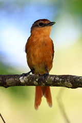 Pachyramphus castaneus