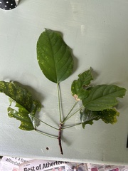 Franciscodendron laurifolium