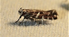 Stagmatophora argyrostrepta