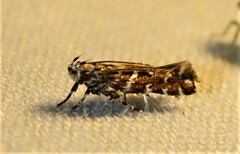 Stagmatophora argyrostrepta