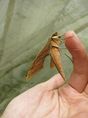 Xylophanes libya