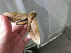 Xylophanes libya