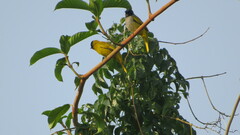 Brachypodius melanocephalos