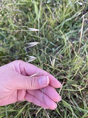 Avena barbata