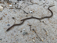 Aprognathodon platyventris