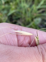 Avena barbata