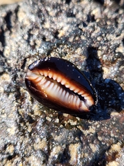 Monetaria caputophidii