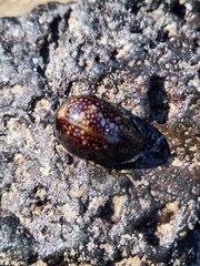 Monetaria caputophidii