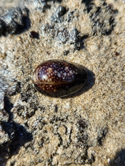 Monetaria caputophidii