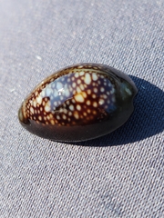 Monetaria caputophidii