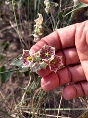 Philibertia gilliesii