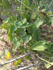 Philibertia gilliesii